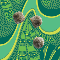Moringa & Super Greens Superfood Gummies