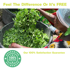 Pure Moringa Powder For Energy