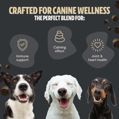 Organic Mushroom Complex for Dogs