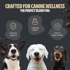 Organic Mushroom Complex for Dogs